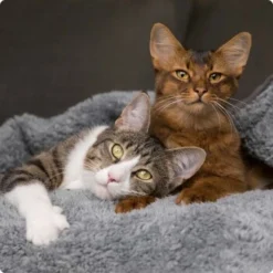 SELECT GOLD Adult Indoor Huhn 12x85 G -Angebote Pet Freude Store 536de371626fbac7381fe51ce63607aedfae0cd8 1099803 de DE 4 Select Gold Cat