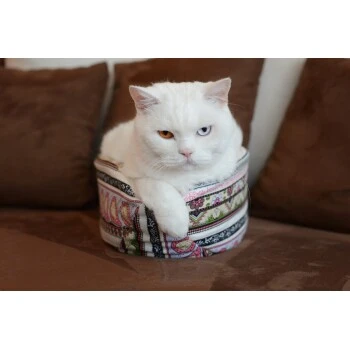 Canadian Cat Company Katzenschiff MAJA 3 Canadian Cat Company Katzenschiff MAJA – Bild 3