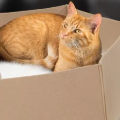 Canadian Cat Company Filzlounge AVA Beige M 9 Canadian Cat Company Filzlounge AVA Beige M -Angebote Pet Freude Store 7ba98935d491c8b2eebde8b45b44b5579e11436b 1360999 de DE 54fbbf1eb9753052e253ccd1148556ea0b8ca2627HAhZx