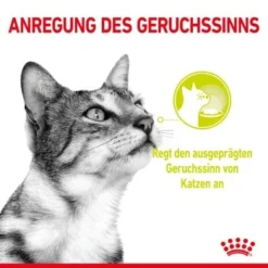 ROYAL CANIN SENSORY Smell In Gelee Für Wählerische Katzen 12x85g -Angebote Pet Freude Store 8189732b9ae1a398fb4fb109d95a4bf54f9ea43e e98d42f060ba951a9dc658034746788da77dfcfd