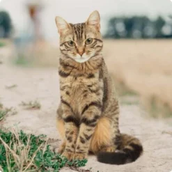 REAL NATURE Senior Huhn & Rind Mit Hanföl 6x400 G -Angebote Pet Freude Store bc56b458619aa86240780c2f64ff928db9b8da6b 1246887 de DE Real Nature Original Cat Bild 2