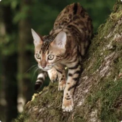 REAL NATURE WILDERNESS Adult True Country Huhn & Lachs 6x400 G -Angebote Pet Freude Store d8d56532a72718c4b32c66c9dab67dcaff97d3de 1265729 de DE Real Nature Wilderness Cat Bild 1